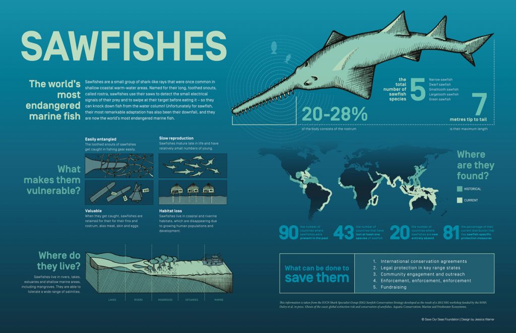 The sawless sawfish? Sharks And Rays Australia